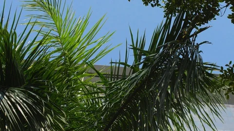 Sharp, green palm leaves swaying in the afternoon in the wind Video stock 110703598