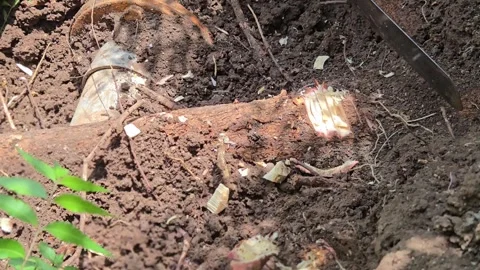 A sharp hand cleaver slices through a thick neem root near a buried water line. Video stock 336491011
