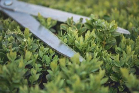 Sharp hedge shears are on an overgrown green bush, on backyard. Landscaping Stock Photos