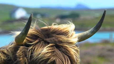Sharp Horned Hairy Light Brown Highland Cattle, Close Up, Windy Day Stock Footage 157857900