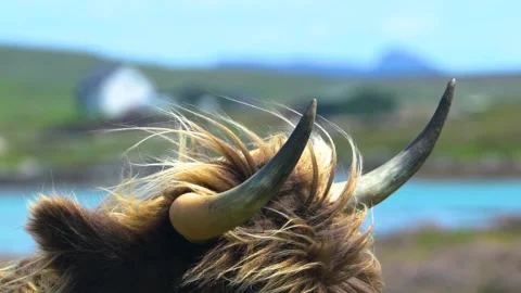 Sharp Horns of Brown Highland Cattle, Close Up, Slow Mo, Long Footage Stock Footage 157858741