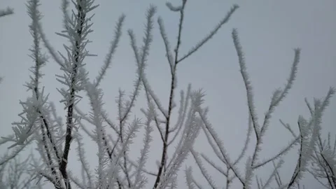 Sharp ice spikes of hoarfrost standing upright on thin tree twigs, close up, Stockbeeldmateriaal 347278535