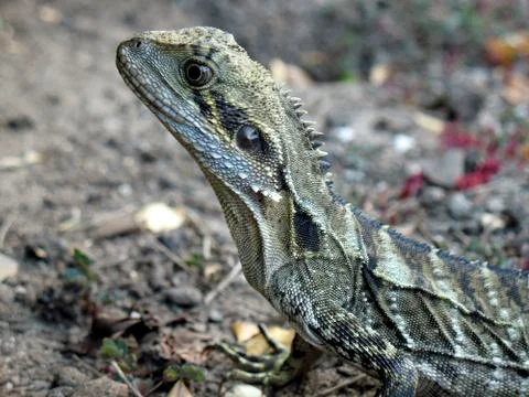 Sharp image of an Australian lizard sitting on the ground Stock Photos