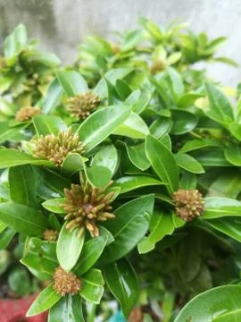 A sharp image of ixora flower buds in a garden. Stock Photos