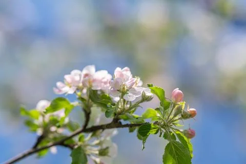 Sharp image of young apple blossom showing fine petal details. An intimate .. Stock Photos