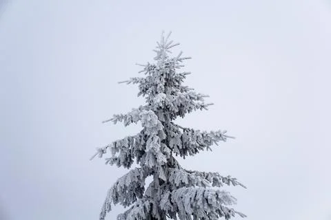 Sharp isolated snowy pine tree in foggy background Foto stock