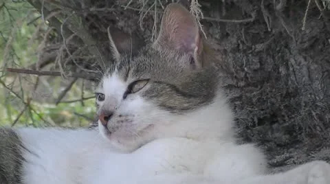 Sharp kitten Video stock 8963856