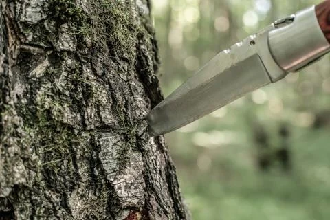 Sharp knife stuck into a tree trunk close-up Stock Photos