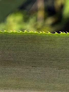 Sharp Leaf Edge Macro Detail Nature Background Stock Photos