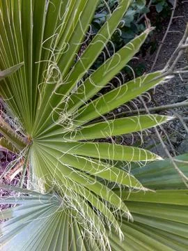 Sharp-leafed plant Stock Photos