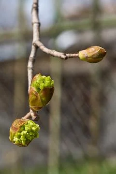 The sharp-leaved maple blooms, inflorescences bloom. Stock Photos