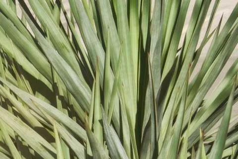 Sharp leaves of Jukka in tropical climate Stock Photos