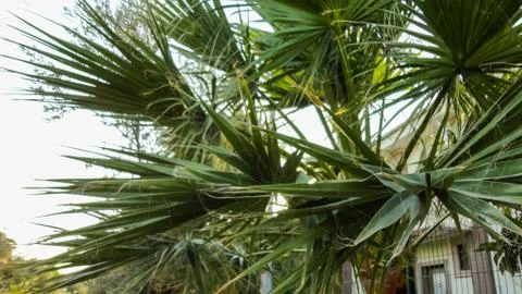 The sharp leaves of a palm tree. Palm leaf on nature green texture background 스톡 사진