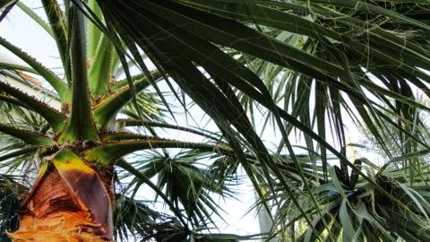The sharp leaves of a palm tree. Palm leaf on nature green texture background Stock Photos