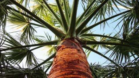 The sharp leaves of a palm tree. Palm leaf on nature green texture background Foto stock