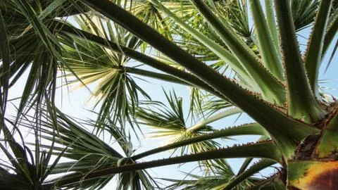 The sharp leaves of a palm tree. Palm leaf on nature green texture background Foto stock