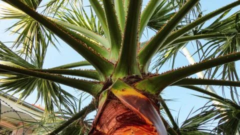 The sharp leaves of a palm tree. Palm leaf on nature green texture background Foto stock