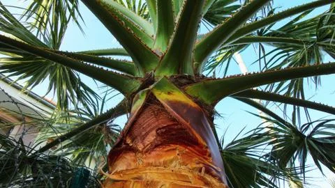 The sharp leaves of a palm tree. Palm leaf on nature green texture background 스톡 사진