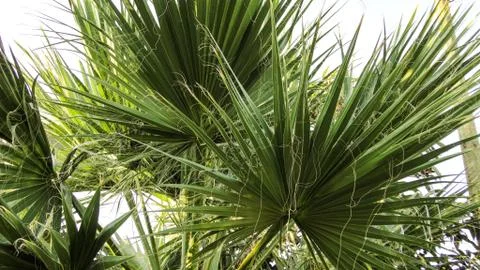 The sharp leaves of a palm tree.  Palm leaf on nature green texture background Foto stock