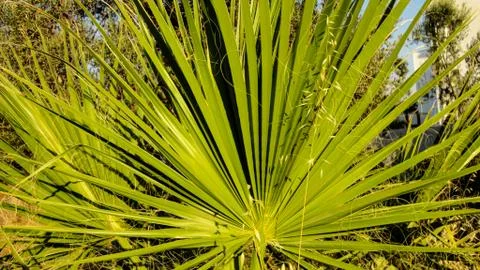 The sharp leaves of a palm tree.  Palm leaf on nature green texture background Stock Photos