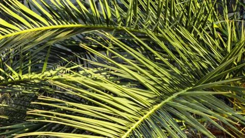 The sharp leaves of a palm tree.  Palm leaf on nature green texture background 写真素材