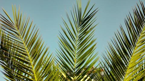 The sharp leaves of a palm tree.  Palm leaf on nature green texture background Foto stock