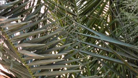 The sharp leaves of a palm tree.  Palm leaf on nature green texture background Foto stock