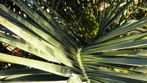 The sharp leaves of a palm tree.  Palm leaf on nature green texture background Stock Photos