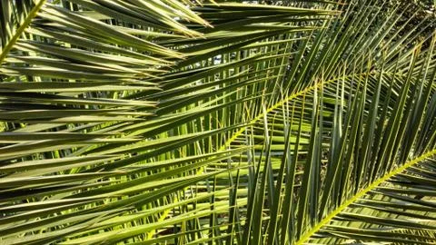 The sharp leaves of a palm tree.  Palm leaf on nature green texture background Foto stock