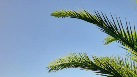 The sharp leaves of a palm tree.  Palm leaf on nature green texture background Foto stock