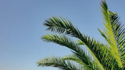 The sharp leaves of a palm tree.  Palm leaf on nature green texture background 写真素材