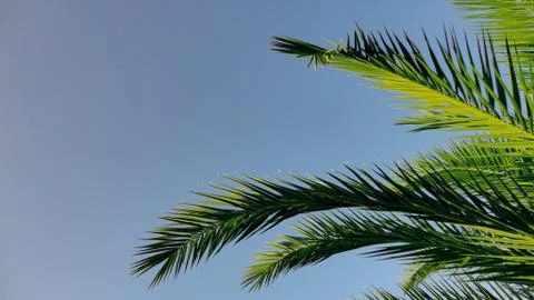 The sharp leaves of a palm tree.  Palm leaf on nature green texture background Stock Photos