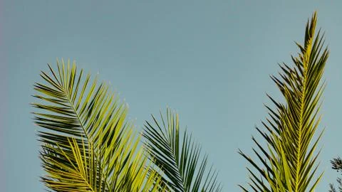 The sharp leaves of a palm tree.  Palm leaf on nature green texture background Stock Photos