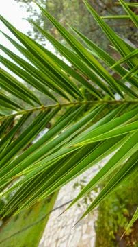 The sharp leaves of a palm tree.  Palm leaf on nature green texture background Stock Photos