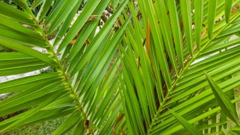 The sharp leaves of a palm tree.  Palm leaf on nature green texture background Stock Photos