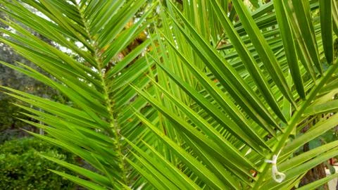 The sharp leaves of a palm tree.  Palm leaf on nature green texture background Stock Photos