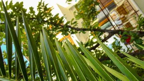 The sharp leaves of a palm tree.  Palm leaf on nature green texture background Stock Photos