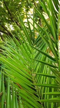 The sharp leaves of a palm tree.  Palm leaf on nature green texture background Stock Photos
