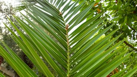 The sharp leaves of a palm tree.  Palm leaf on nature green texture background Stock Photos