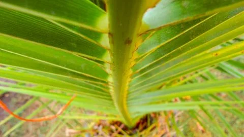 The sharp leaves of a palm tree.  Palm leaf on nature green texture background Stock Photos