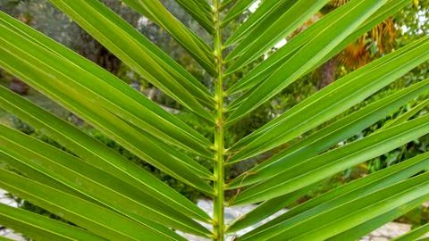 The sharp leaves of a palm tree.  Palm leaf on nature green texture background Foto stock