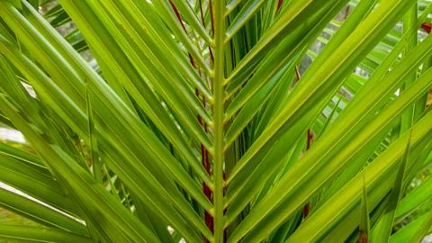 The sharp leaves of a palm tree.  Palm leaf on nature green texture background Foto stock