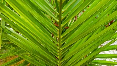 The sharp leaves of a palm tree.  Palm leaf on nature green texture background Foto stock