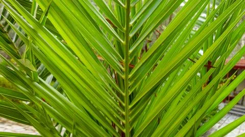 The sharp leaves of a palm tree.  Palm leaf on nature green texture background Stock Photos