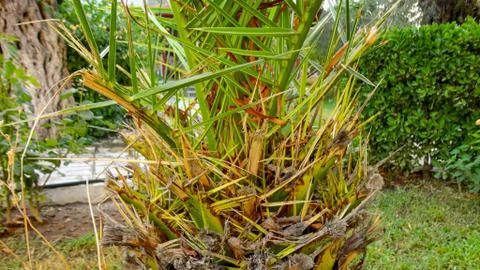 The sharp leaves of a palm tree.  Palm leaf on nature green texture background 写真素材