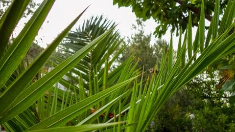 The sharp leaves of a palm tree.  Palm leaf on nature green texture background 스톡 사진