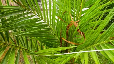 The sharp leaves of a palm tree.  Palm leaf on nature green texture background 스톡 사진