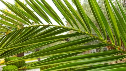 The sharp leaves of a palm tree.  Palm leaf on nature green texture background Foto stock