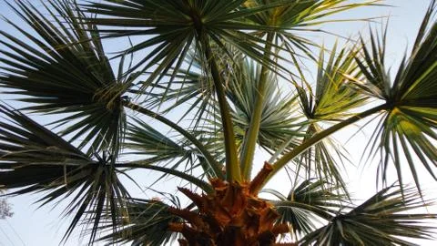 The sharp leaves of a palm tree.  Palm leaf on nature green texture background Stock Photos