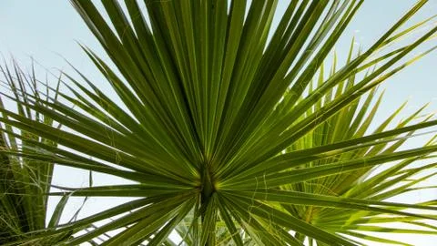 The sharp leaves of a palm tree.  Palm leaf on nature green texture background Stock Photos